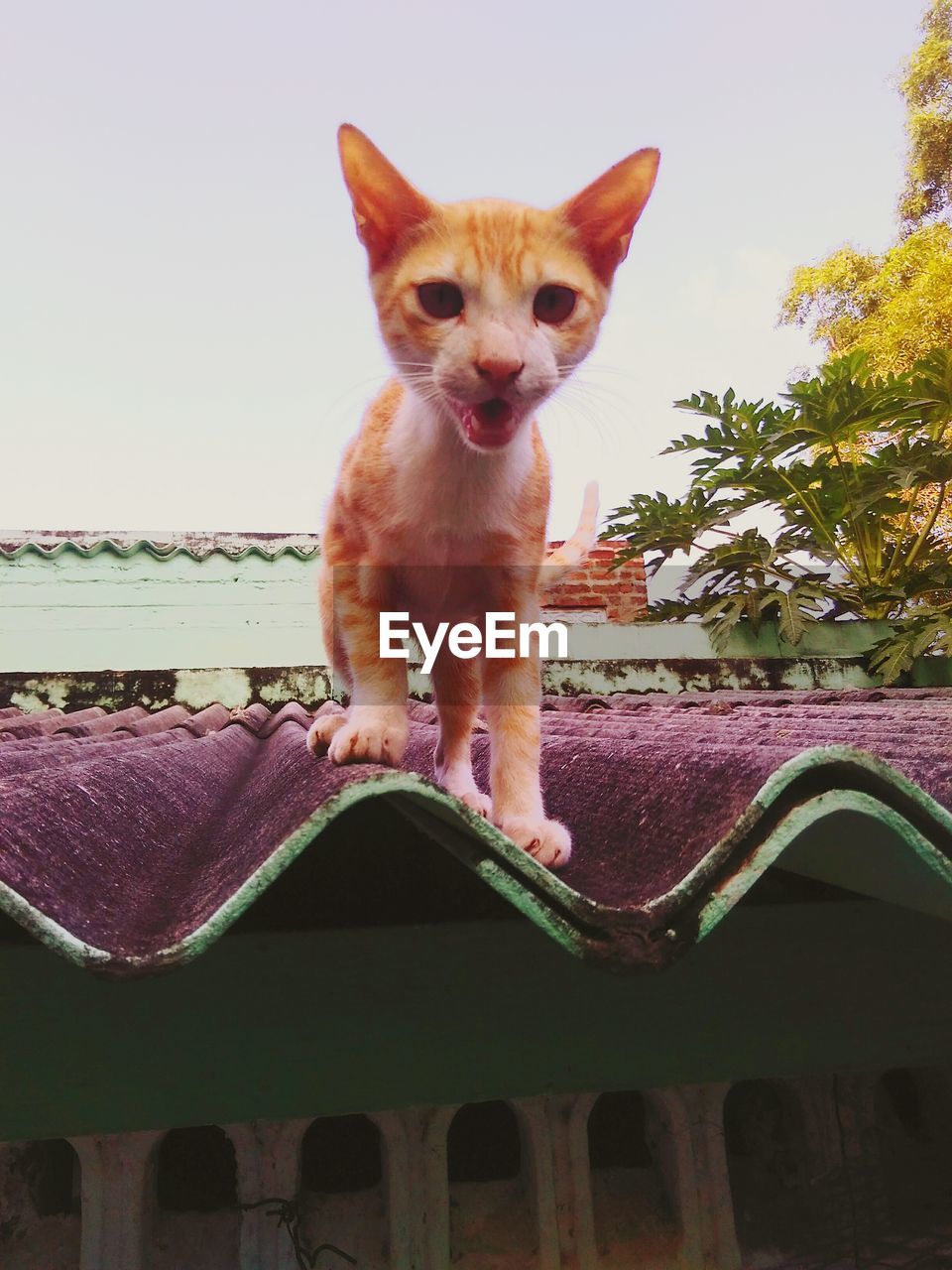 Low angle portrait of cat on roof