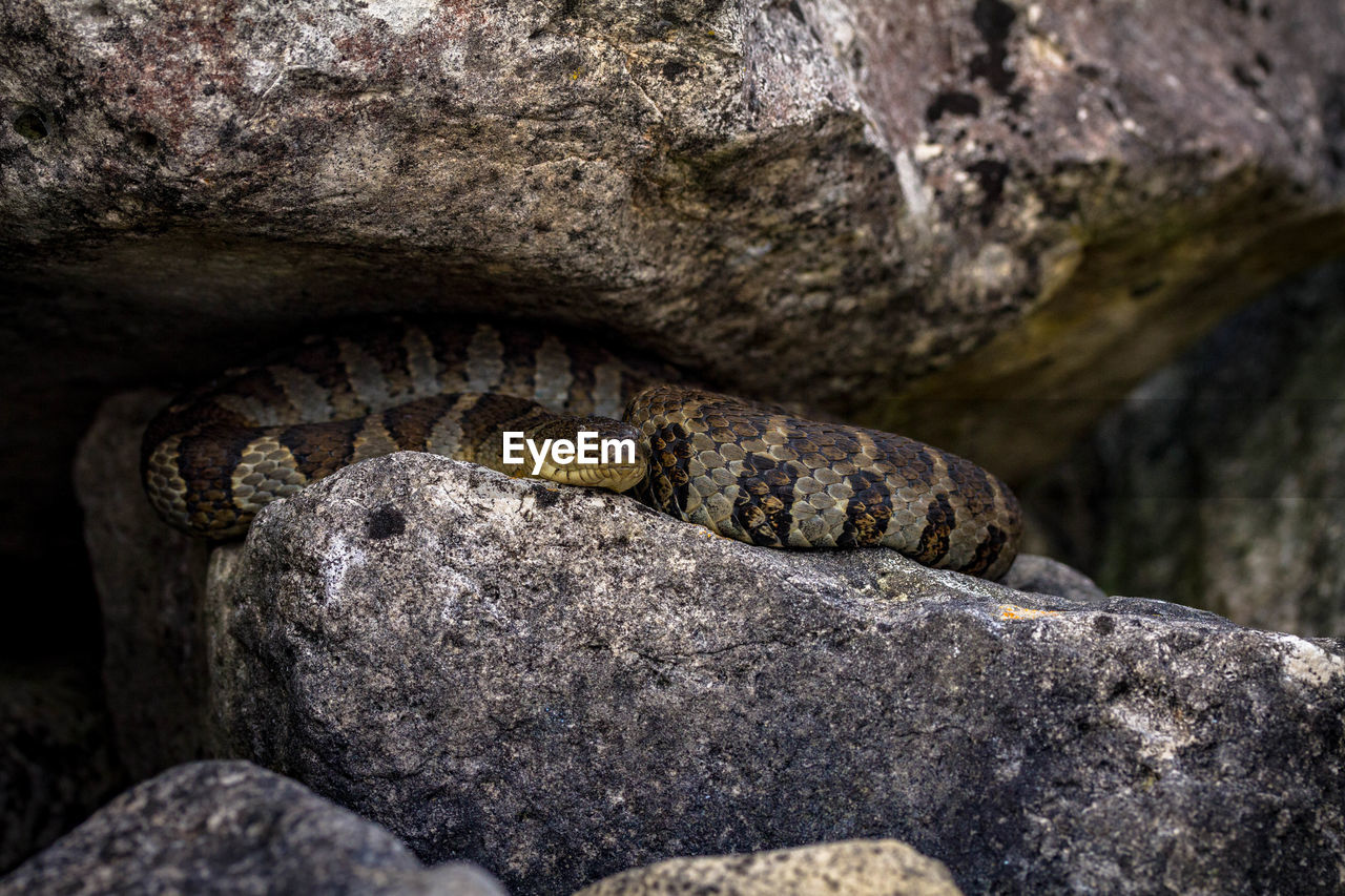 Close-up of a snake on a rock