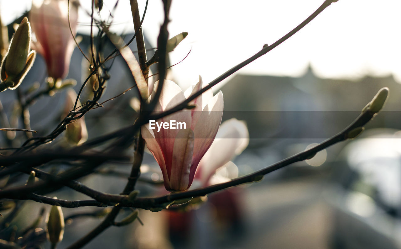 CLOSE-UP OF FLOWERING PLANT DURING TWIG