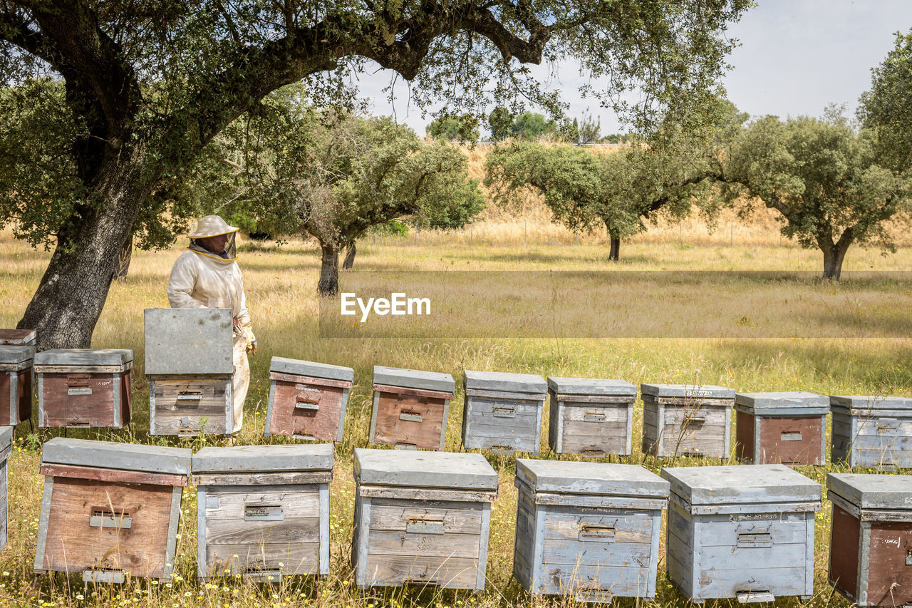 Rural and natural beekeeper, working to collect honey from hives