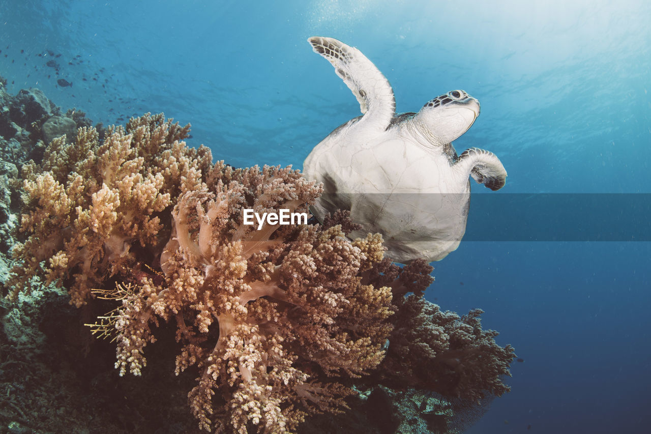 Close-up of turtle swimming in sea