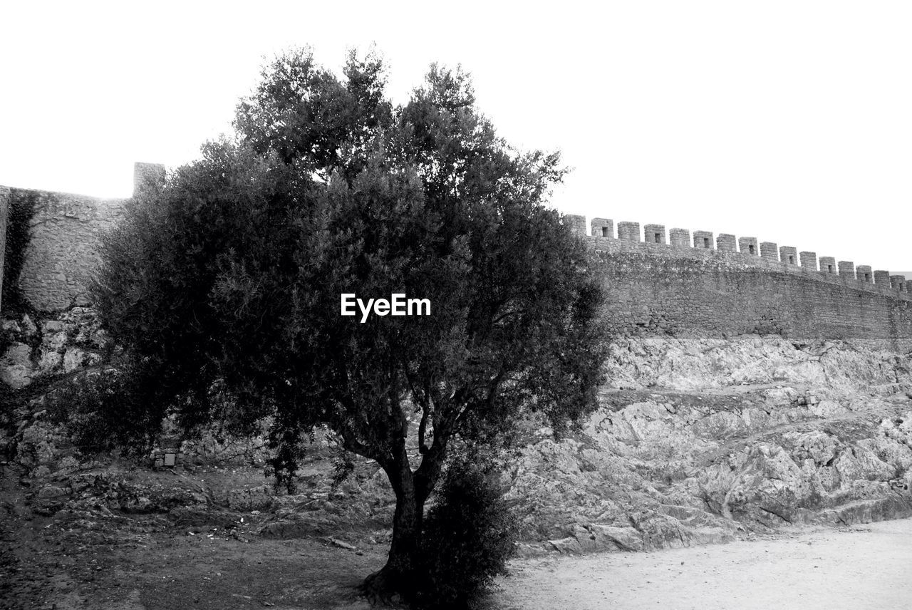 A lone tree outside an ancient protective wall