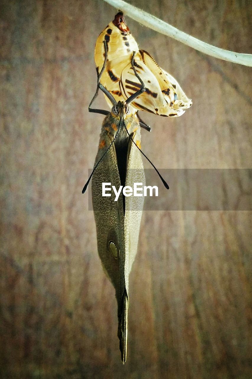 Directly above shot of butterfly hanging with cocoon