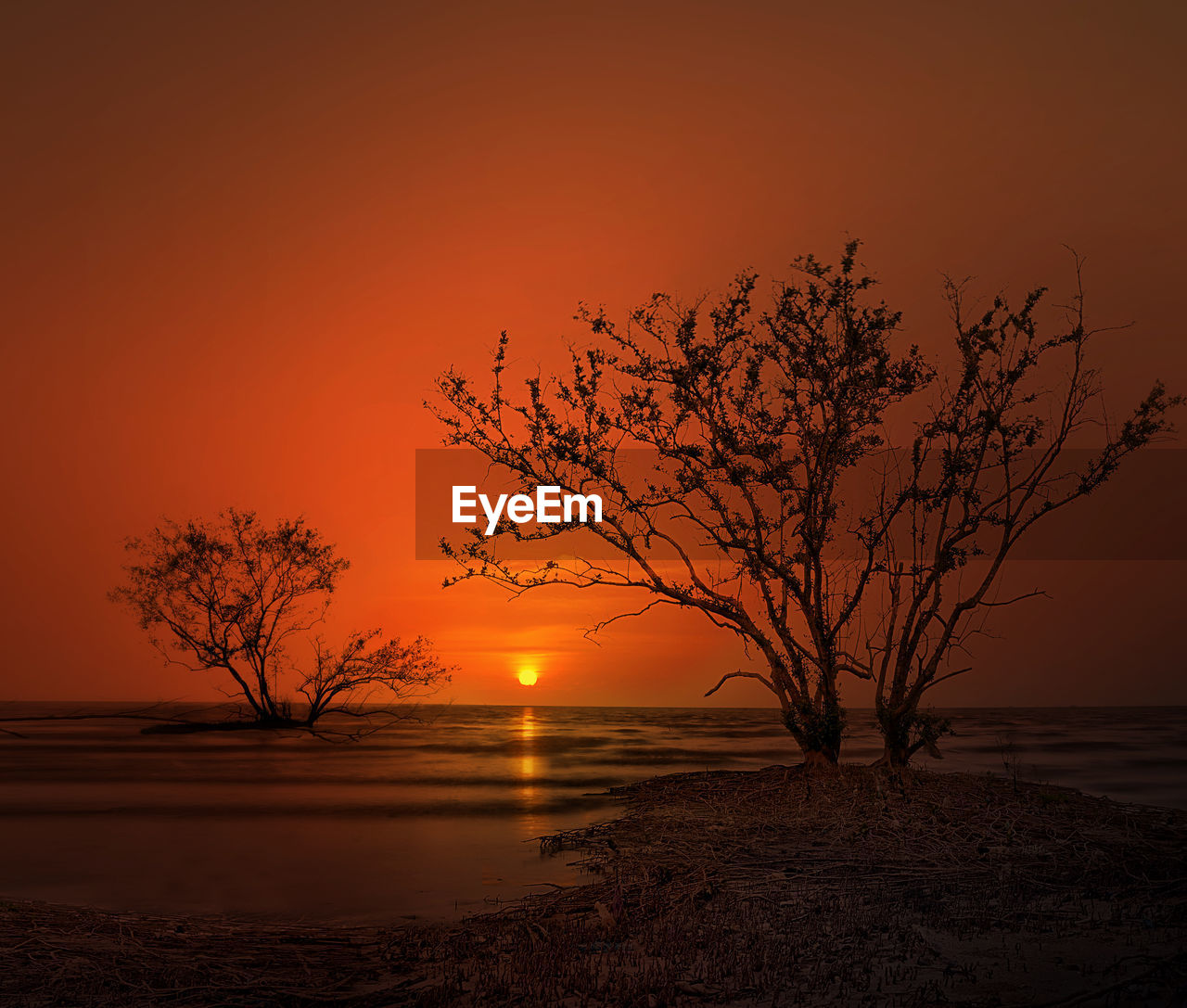 SILHOUETTE BARE TREE AGAINST SEA DURING SUNSET