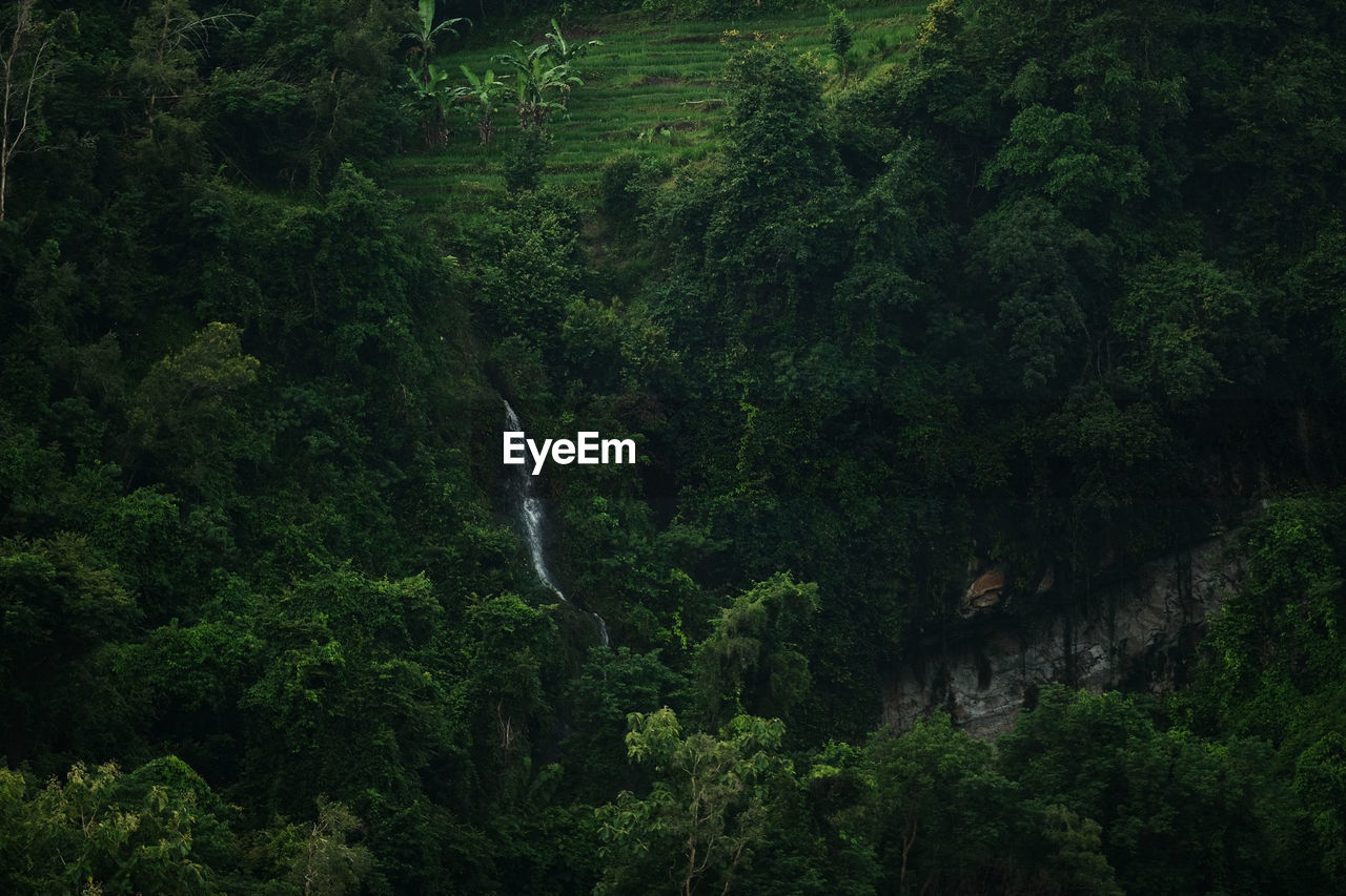 Scenic view of waterfall in forest