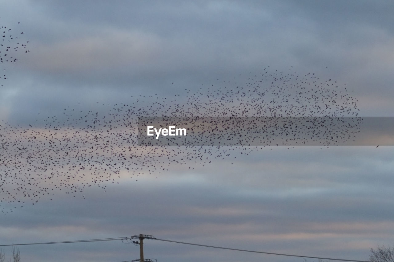 FLOCK OF BIRDS FLYING AGAINST SKY