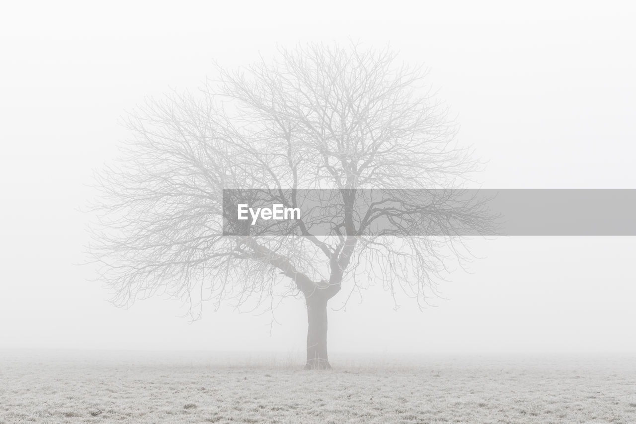 Bare tree on snow covered landscape during foggy weather