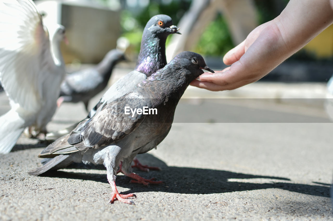 CLOSE-UP OF HAND EATING BIRD