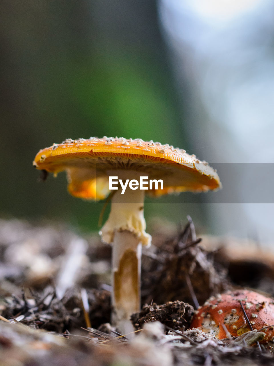 CLOSE-UP OF FLY AGARIC MUSHROOM IN BACKGROUND