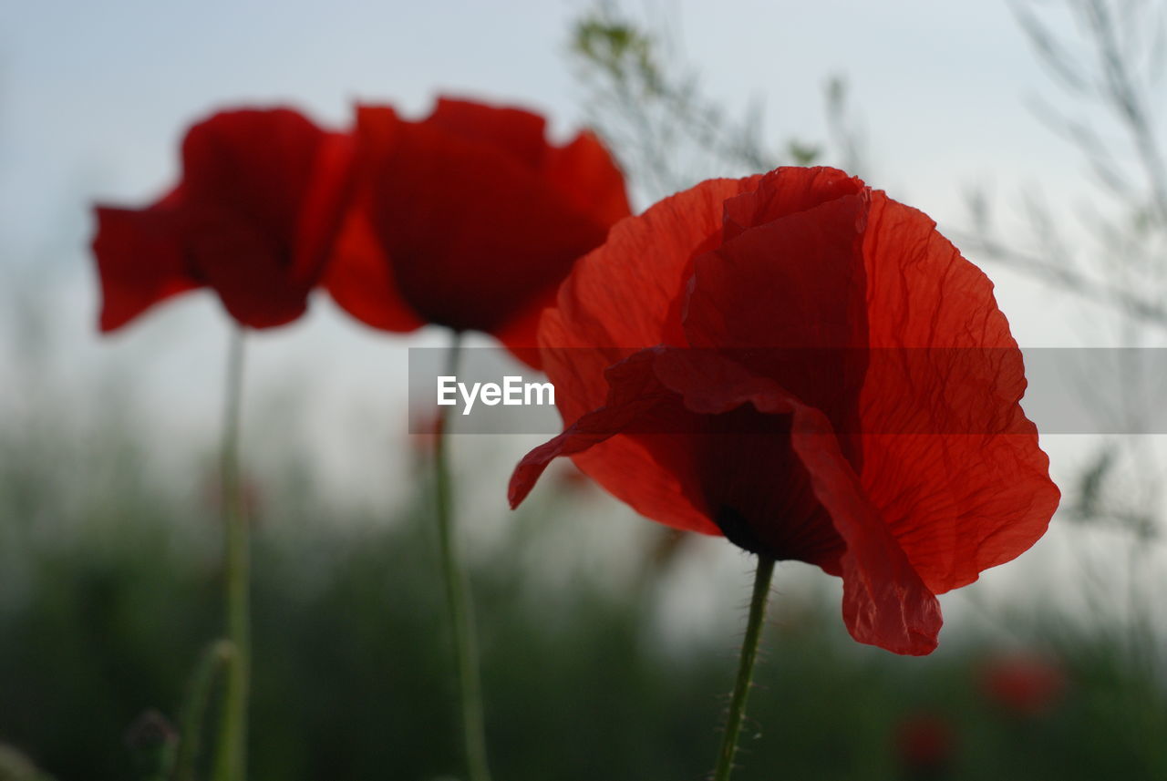 CLOSE-UP OF RED POPPY FLOWER