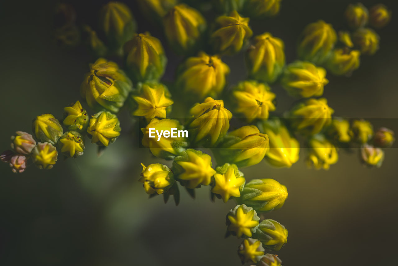 yellow, plant, flower, flowering plant, freshness, beauty in nature, macro photography, nature, close-up, no people, growth, rapeseed, blossom, food and drink, food, produce, fragility, flower head, wildflower, outdoors, inflorescence, petal, springtime, focus on foreground, green, mustard, selective focus