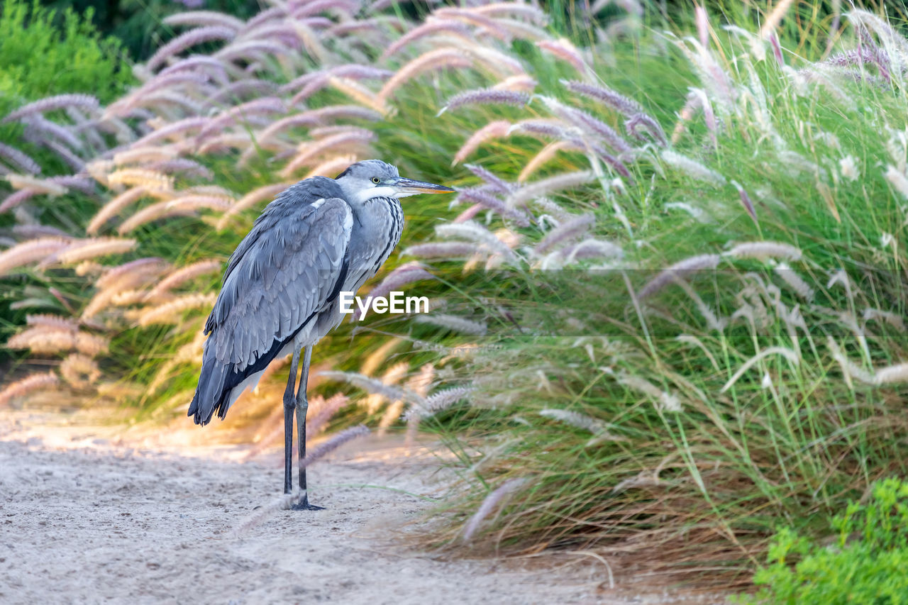 HIGH ANGLE VIEW OF GRAY HERON