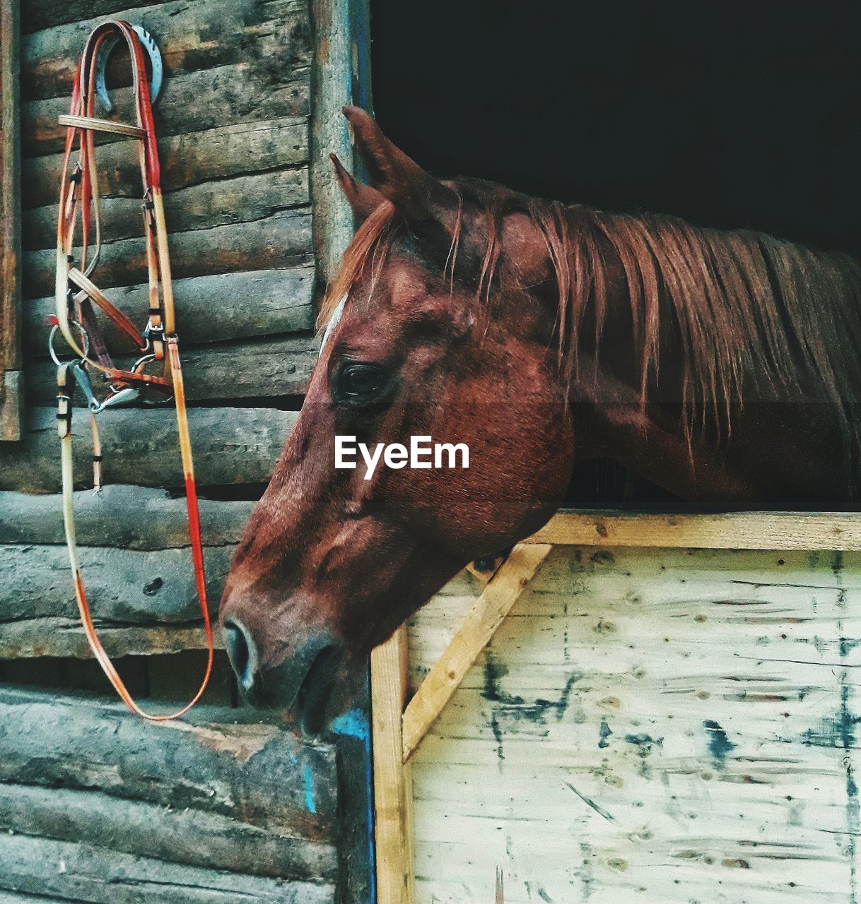Close-up of a horse in stable