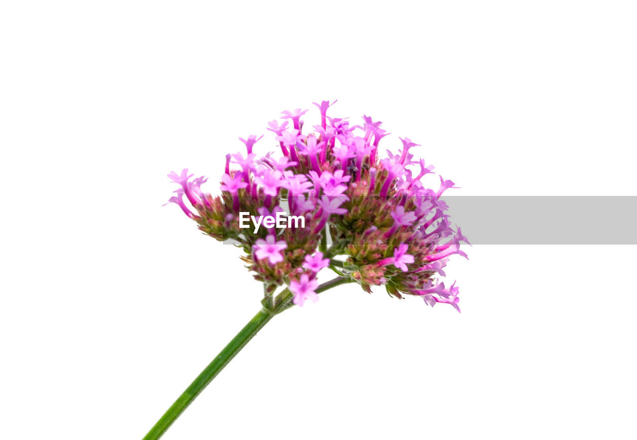 CLOSE-UP OF PINK FLOWERS AGAINST WHITE BACKGROUND