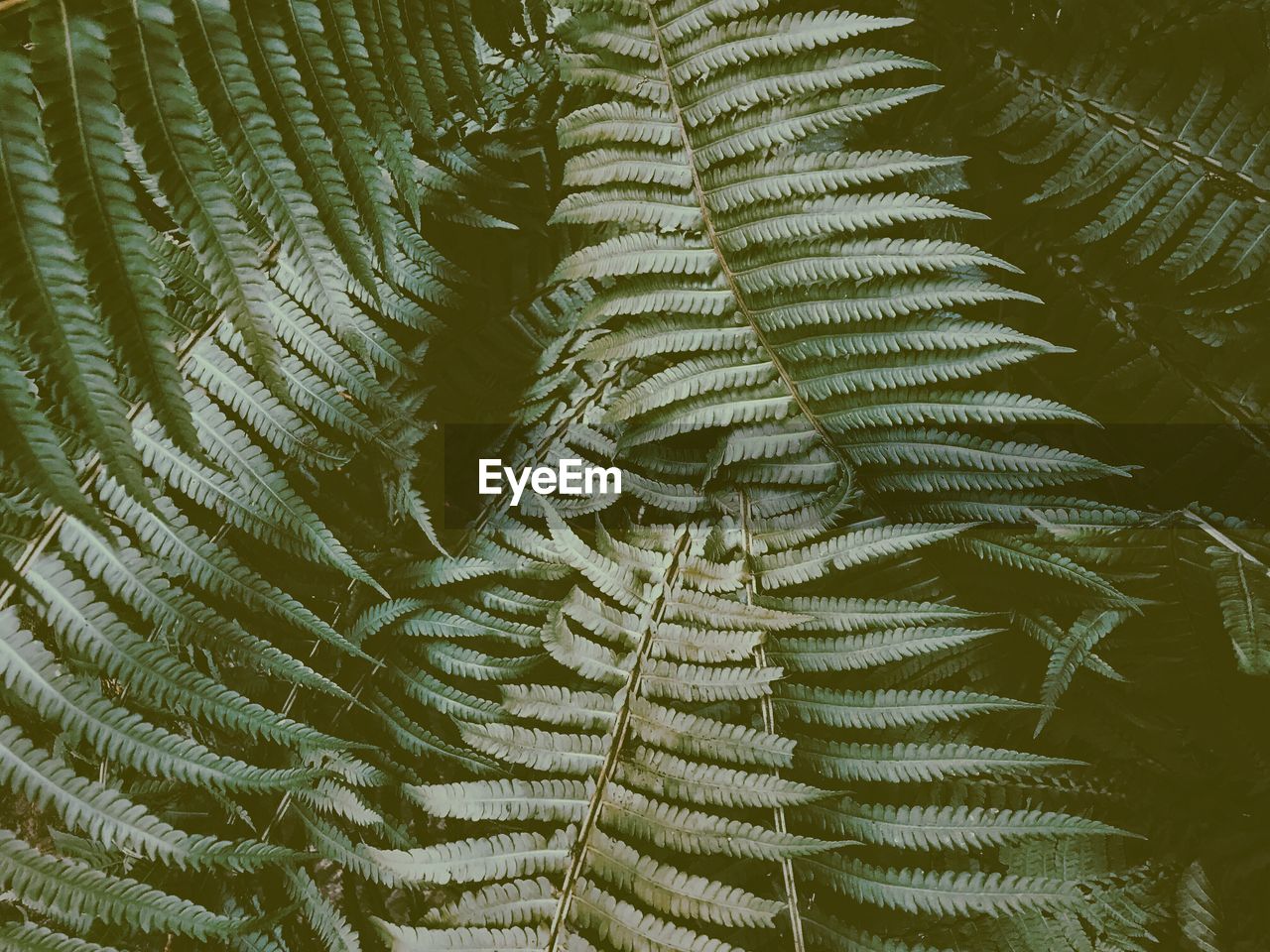 Close-up of fern leaves