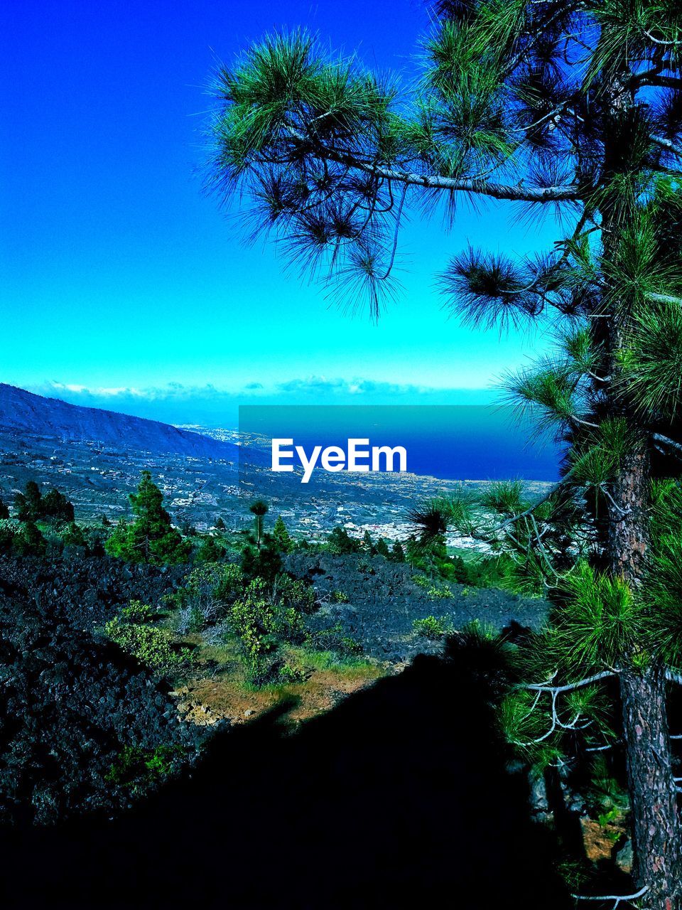 SCENIC VIEW OF SEA AND TREES AGAINST CLEAR SKY