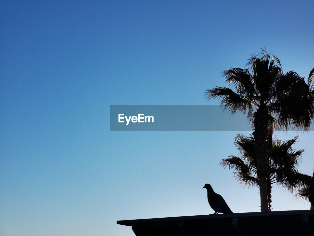 SILHOUETTE OF BIRD PERCHING ON PALM TREE AGAINST SKY