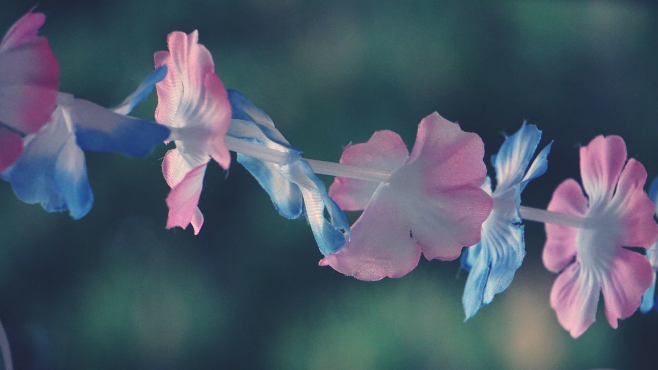 CLOSE-UP OF PINK FLOWERS BLOOMING IN PARK