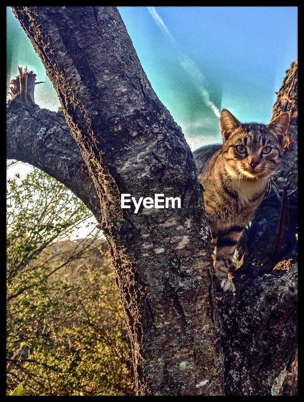 CAT LOOKING UP AT HOME