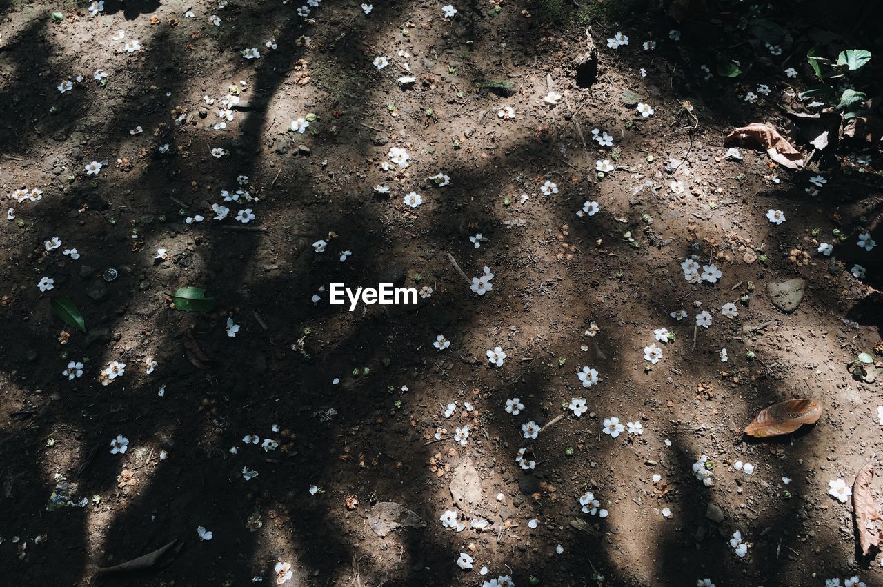 FULL FRAME SHOT OF WATER IN SHALLOW