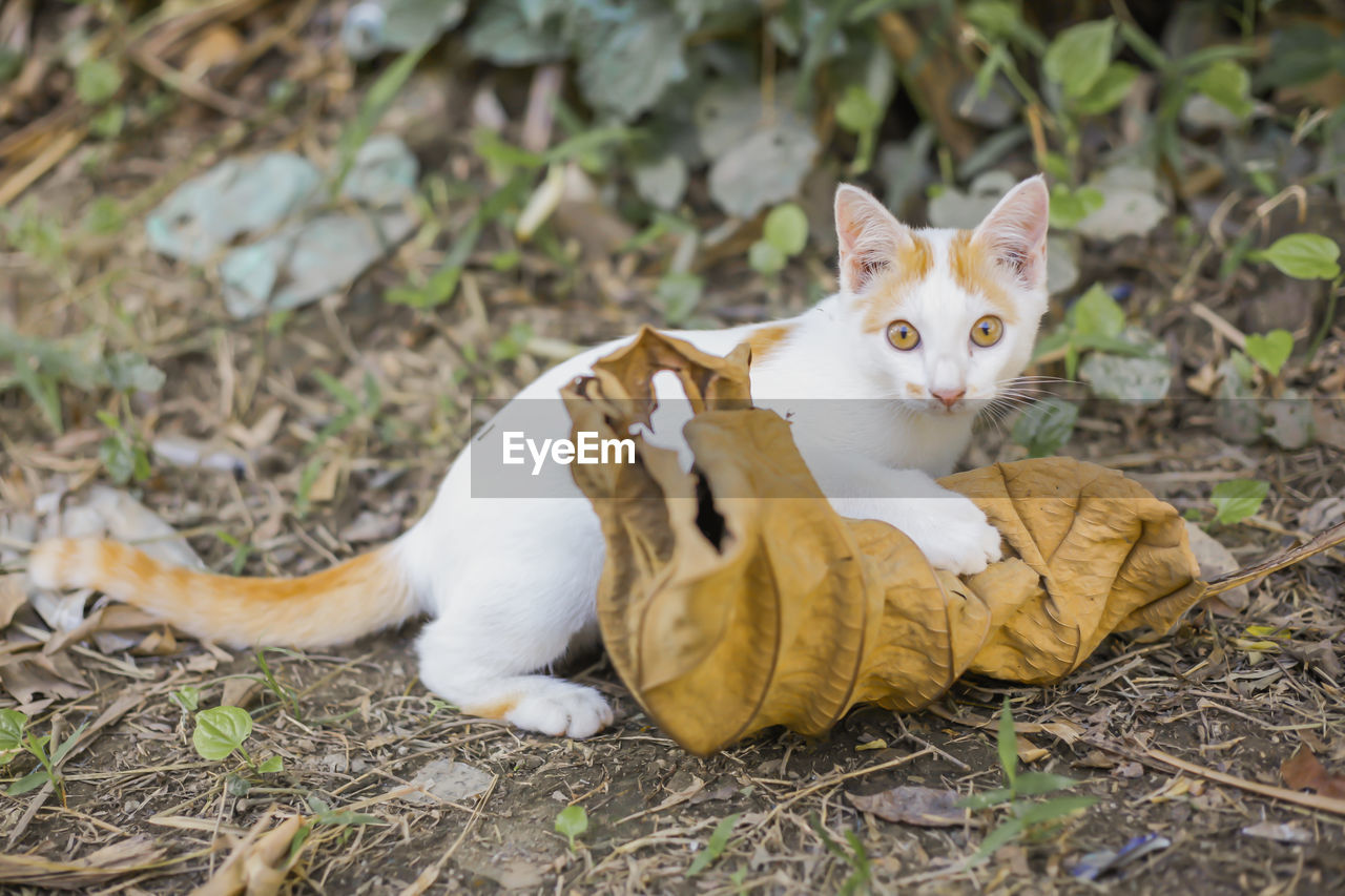 Cat playing outdoors