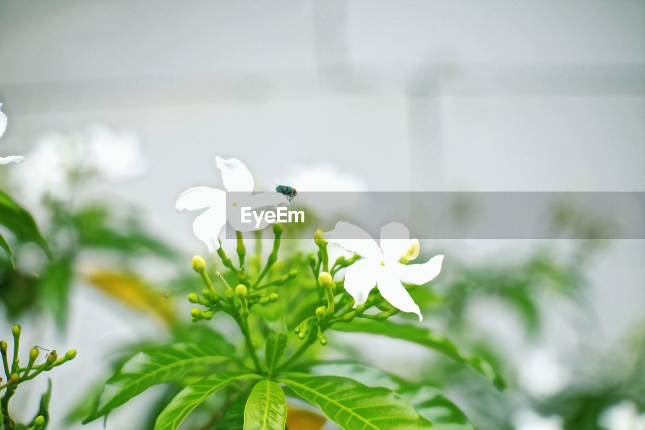 CLOSE-UP OF WHITE FLOWERING PLANT OUTDOORS