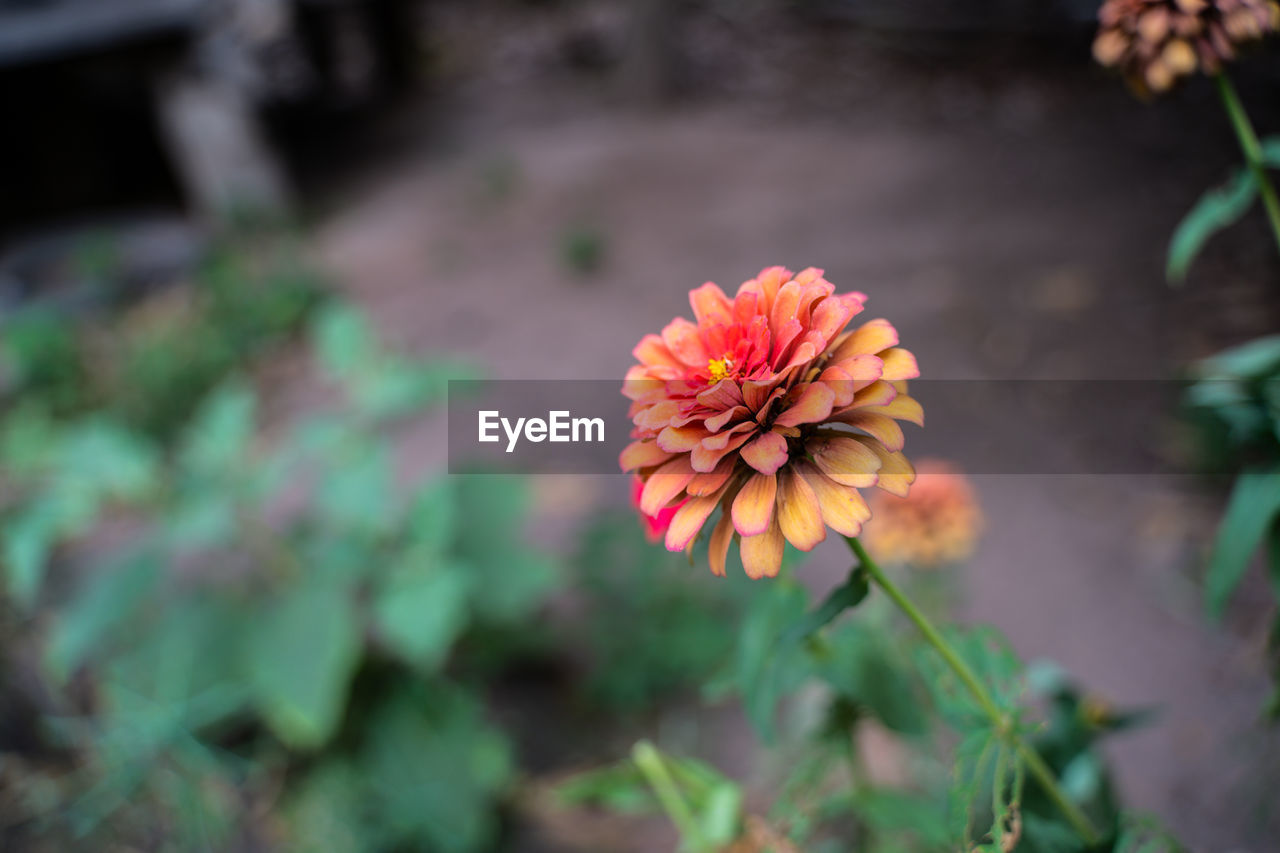 Close-up of orange flower