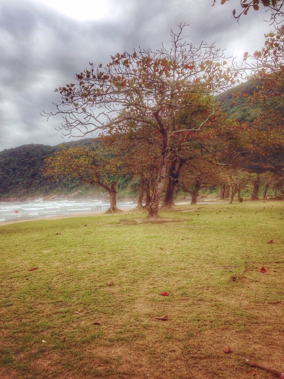 Trees growing on grassy field against cloudy sky