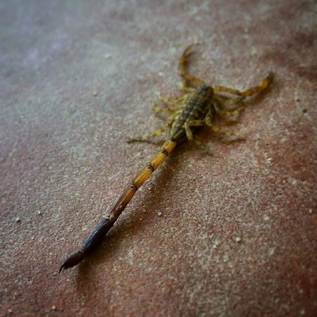 CLOSE-UP VIEW OF INSECT