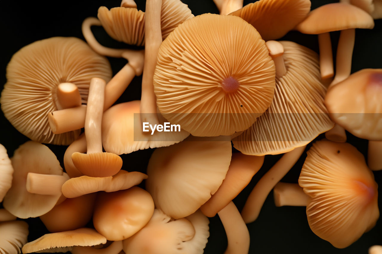 detail shot of mushrooms