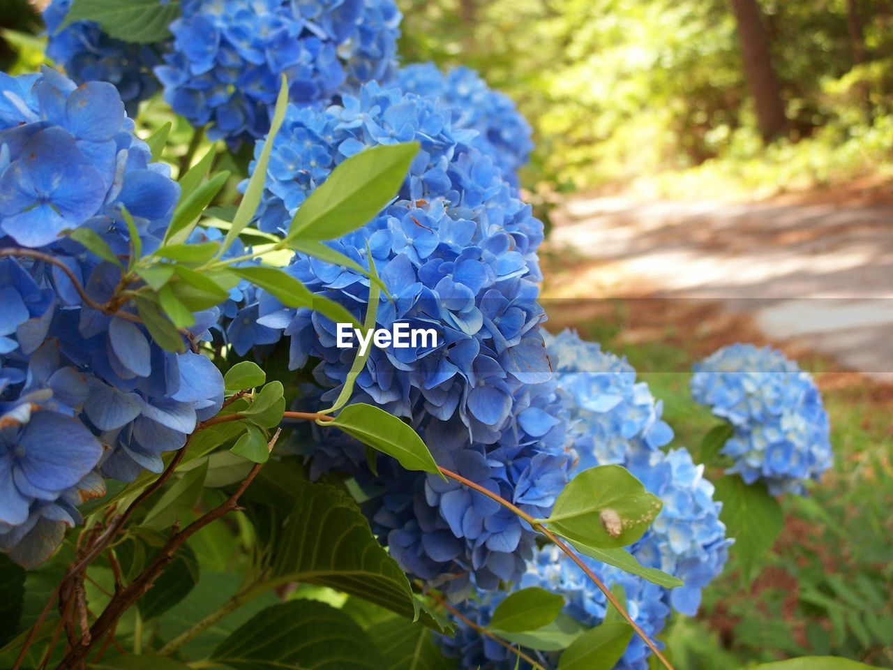 CLOSE-UP OF BLUE HYDRANGEA FLOWERS ON PLANT