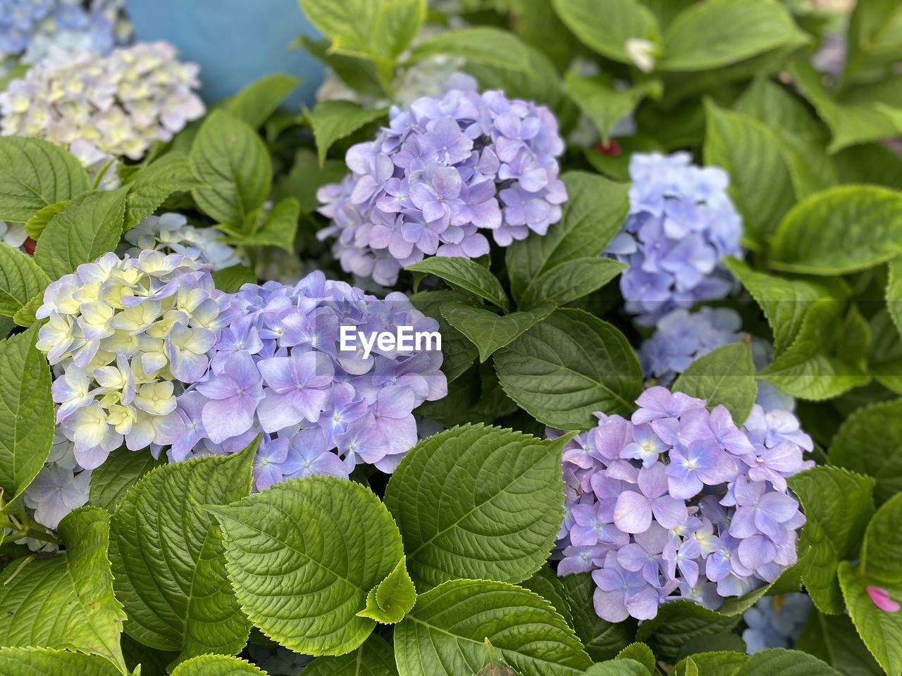 Close-up of purple hydrangea flowers