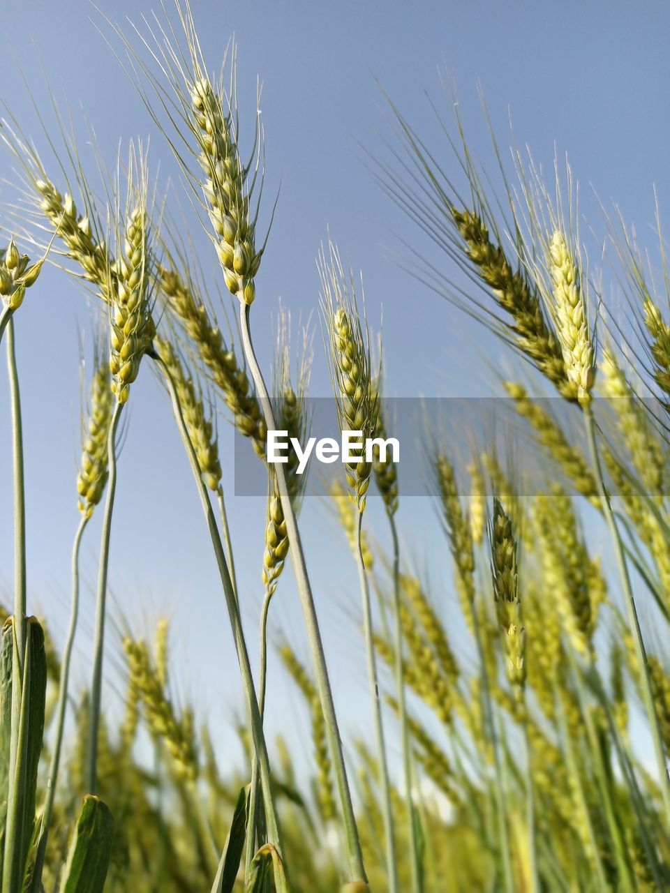 Close-up of wheat growing on field against sky