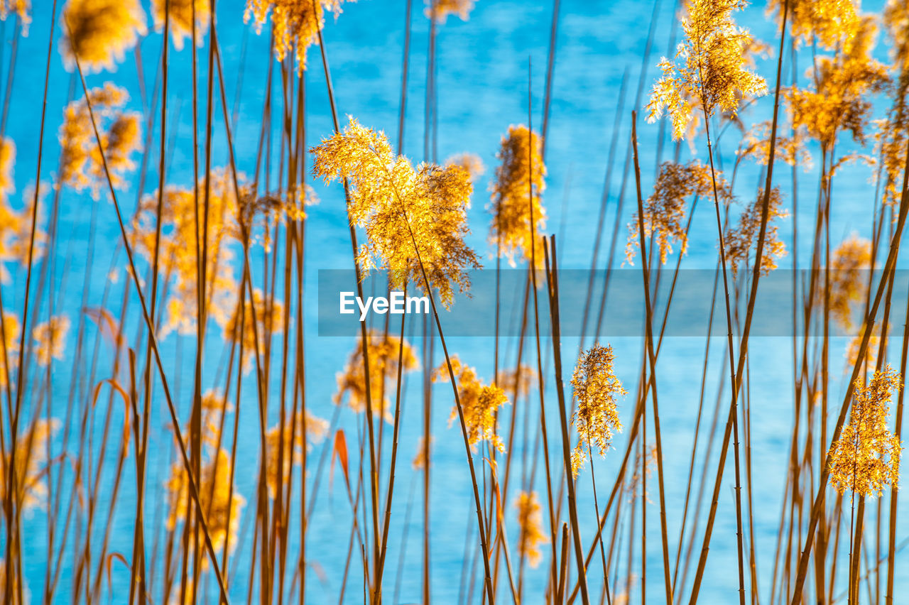 Reed thicket, arundo donax plants, photographed in spring, backlit.