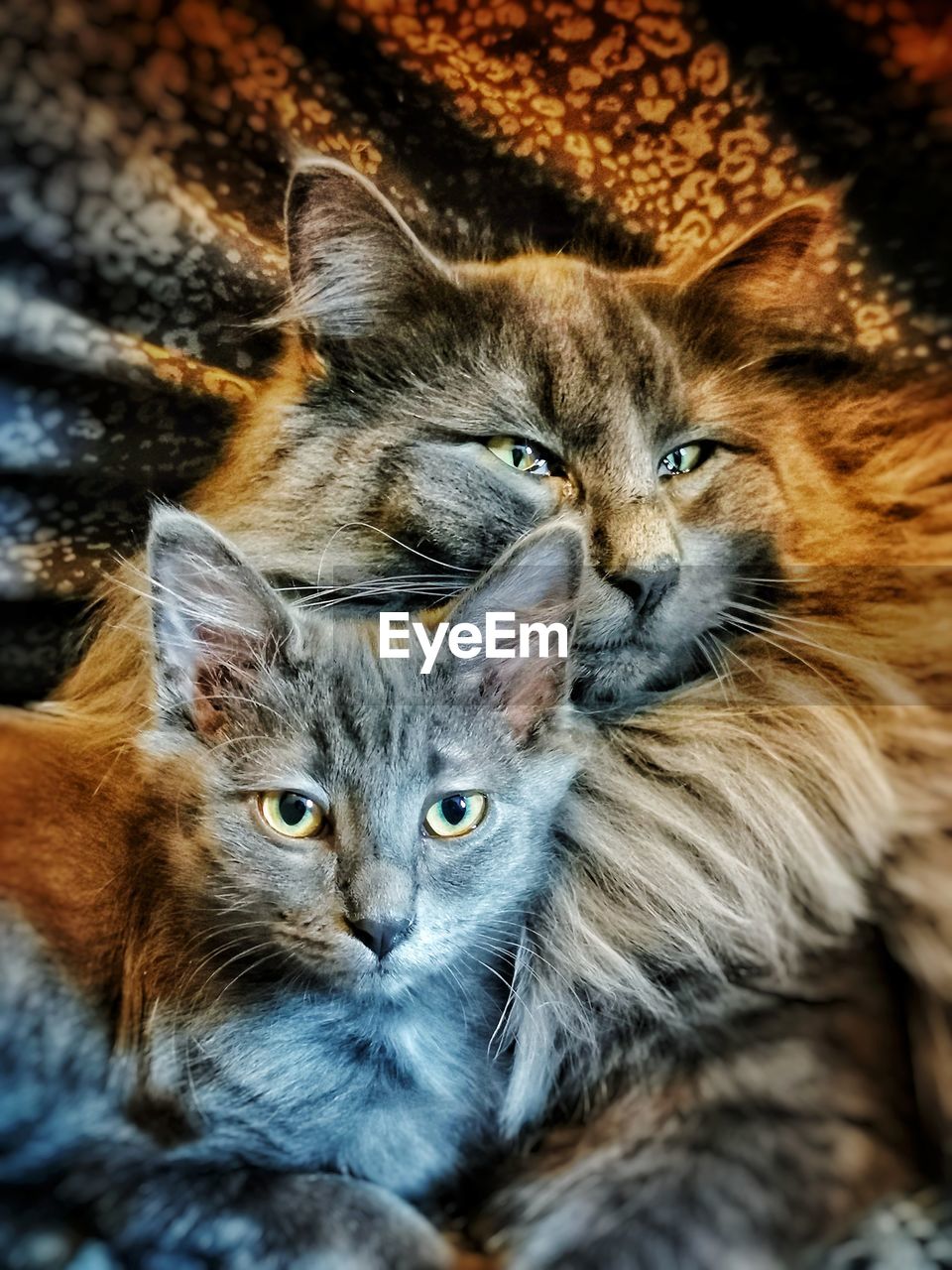 Close-up portrait of cats