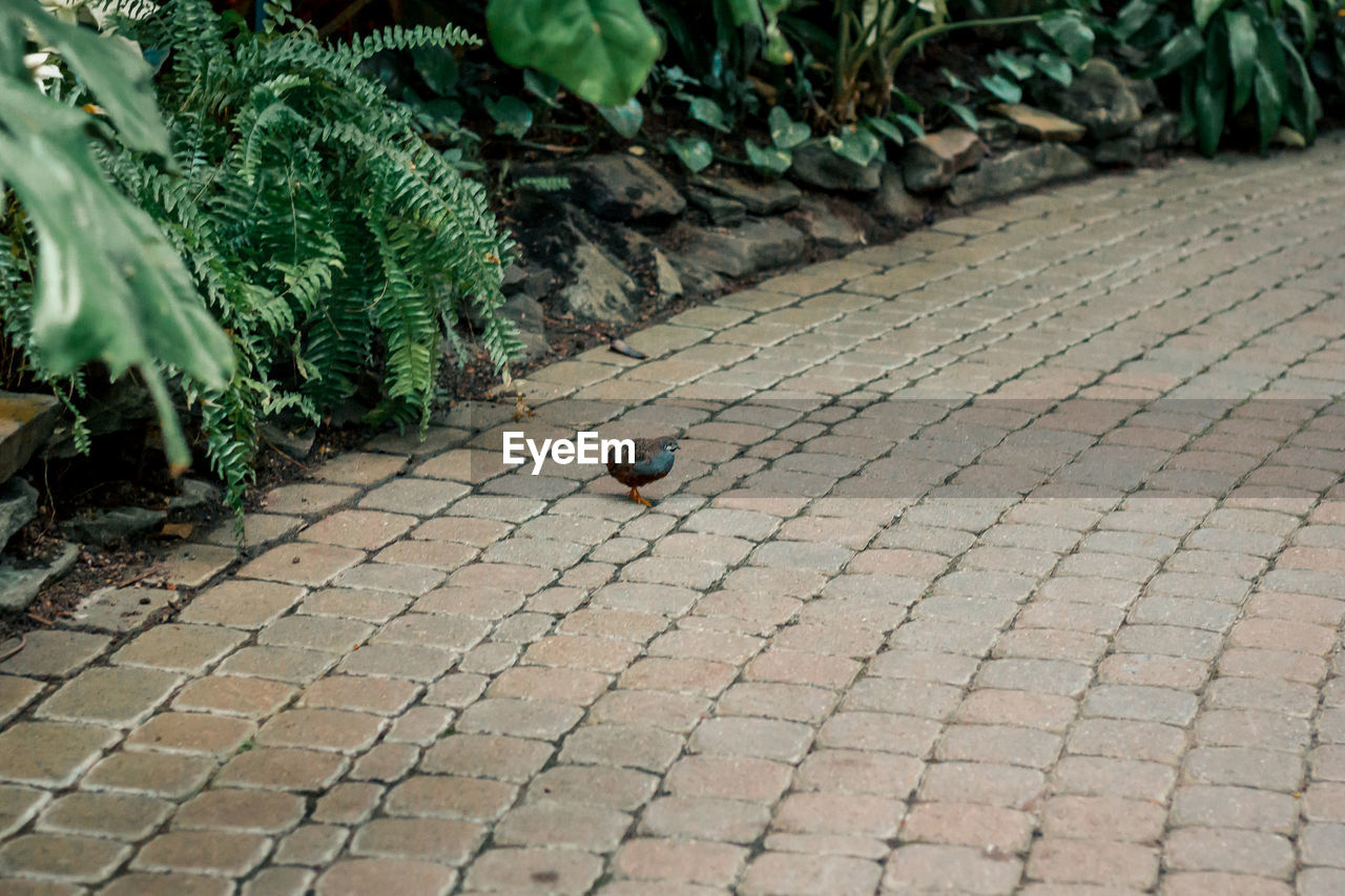 footpath, walkway, animal themes, day, plant, animal, road surface, nature, cobblestone, one animal, no people, paving stone, stone, high angle view, leaf, flooring, soil, animal wildlife, plant part, sidewalk, bird, yard, lawn, wildlife, outdoors, growth, backyard, outdoor structure, green, street, grass, garden, tree