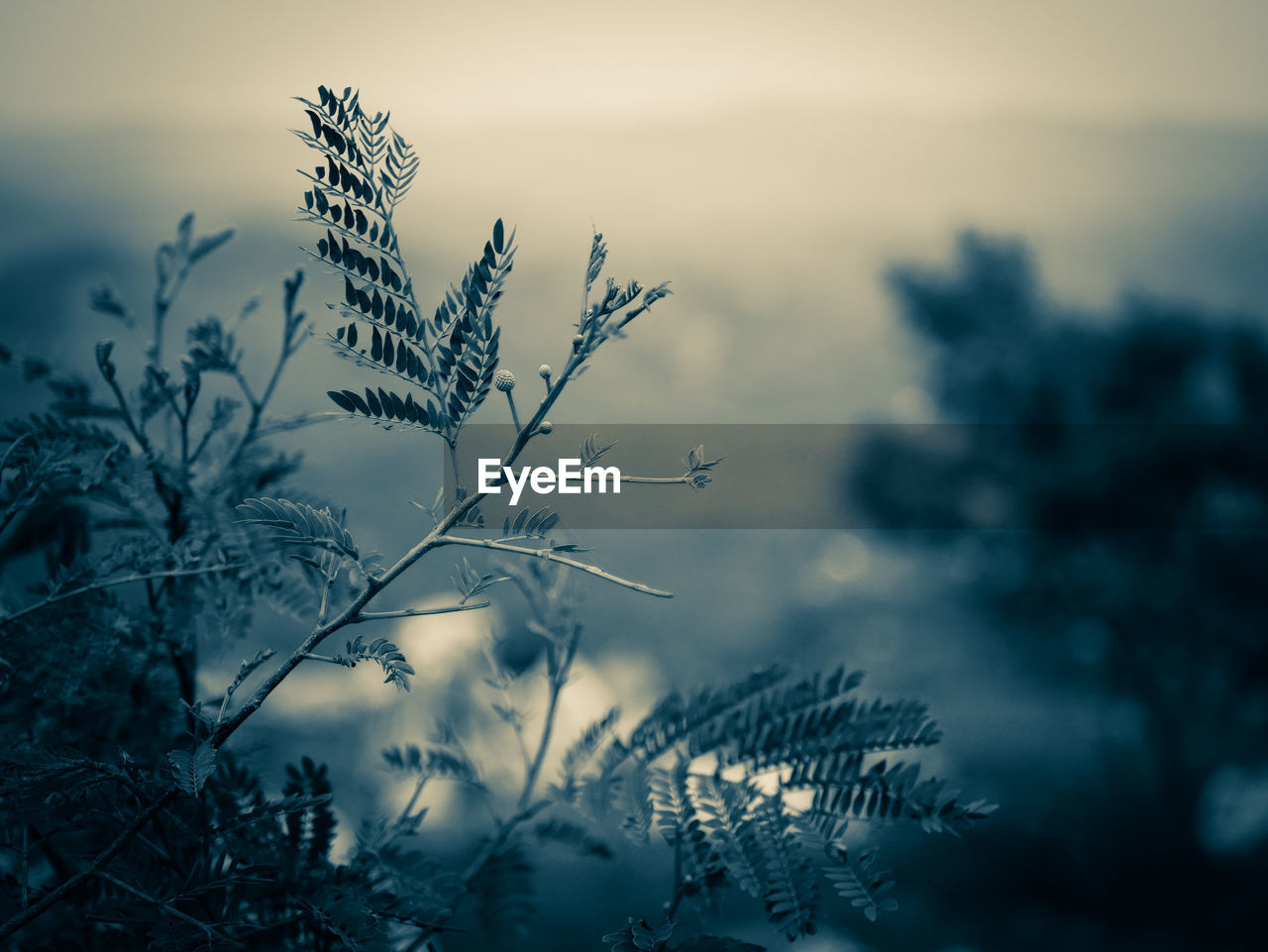 CLOSE-UP OF PLANT AGAINST SKY