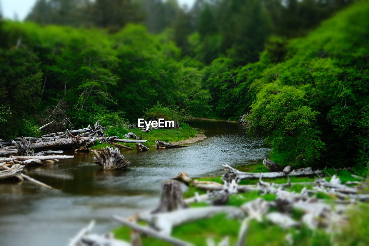 WATER IN FOREST