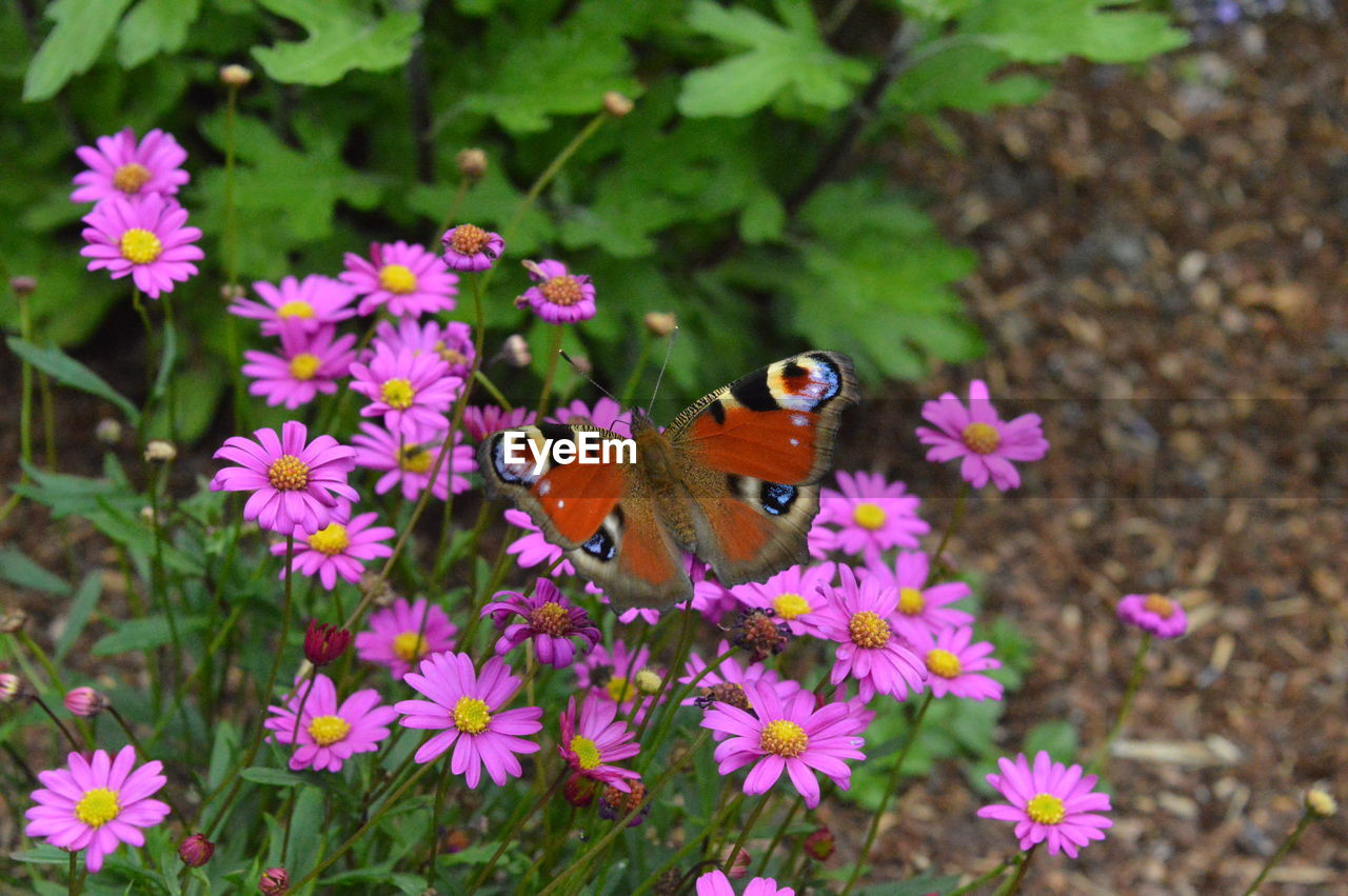 BUTTERFLY POLLINATING ON PINK FLOWER