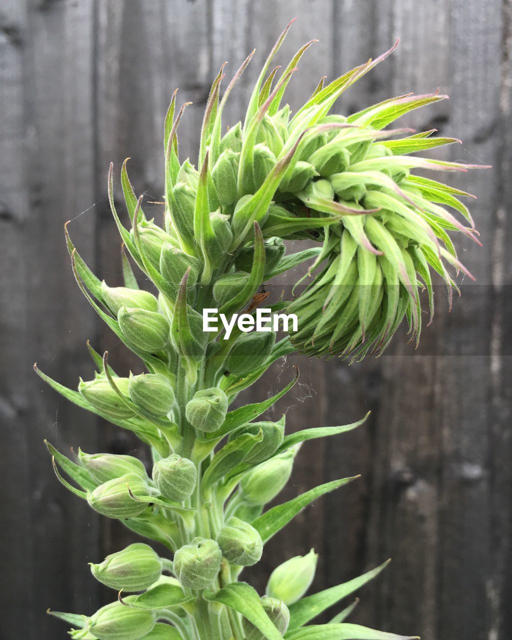 Close-up of fresh green plant