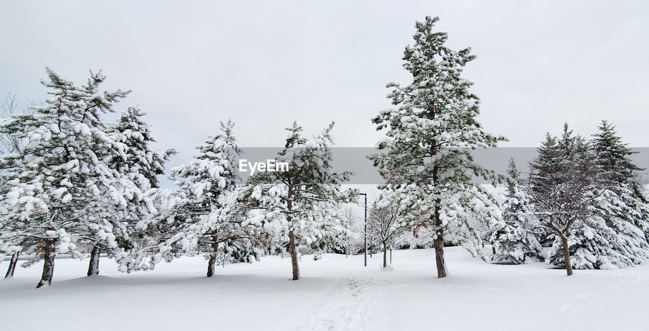 SNOW COVERED TREES ON FIELD AGAINST SKY