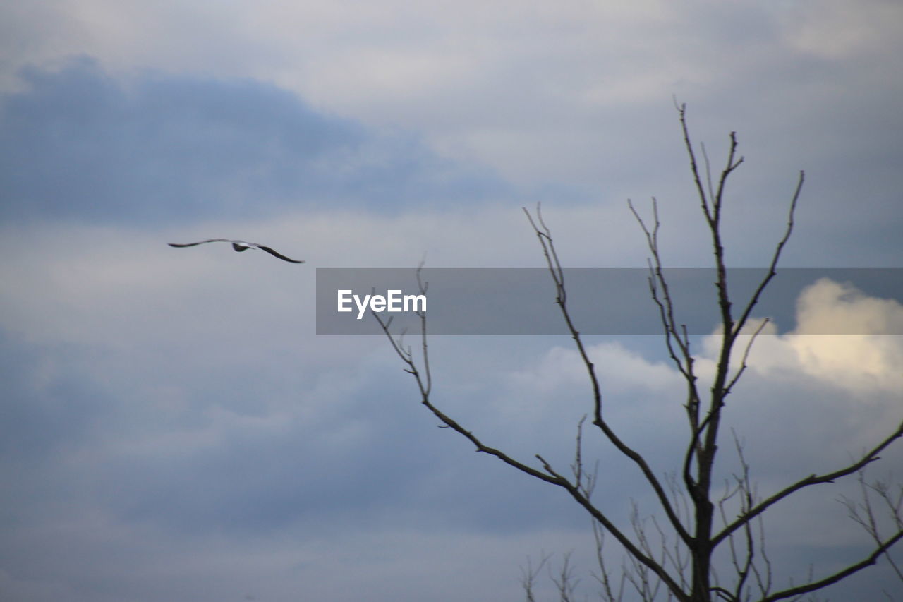 LOW ANGLE VIEW OF SILHOUETTE BIRDS FLYING AGAINST CLOUDY SKY