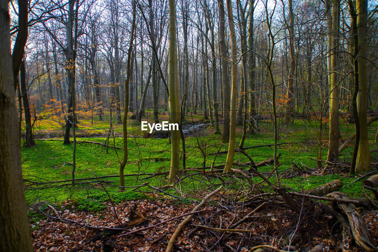 TREES GROWING IN FOREST