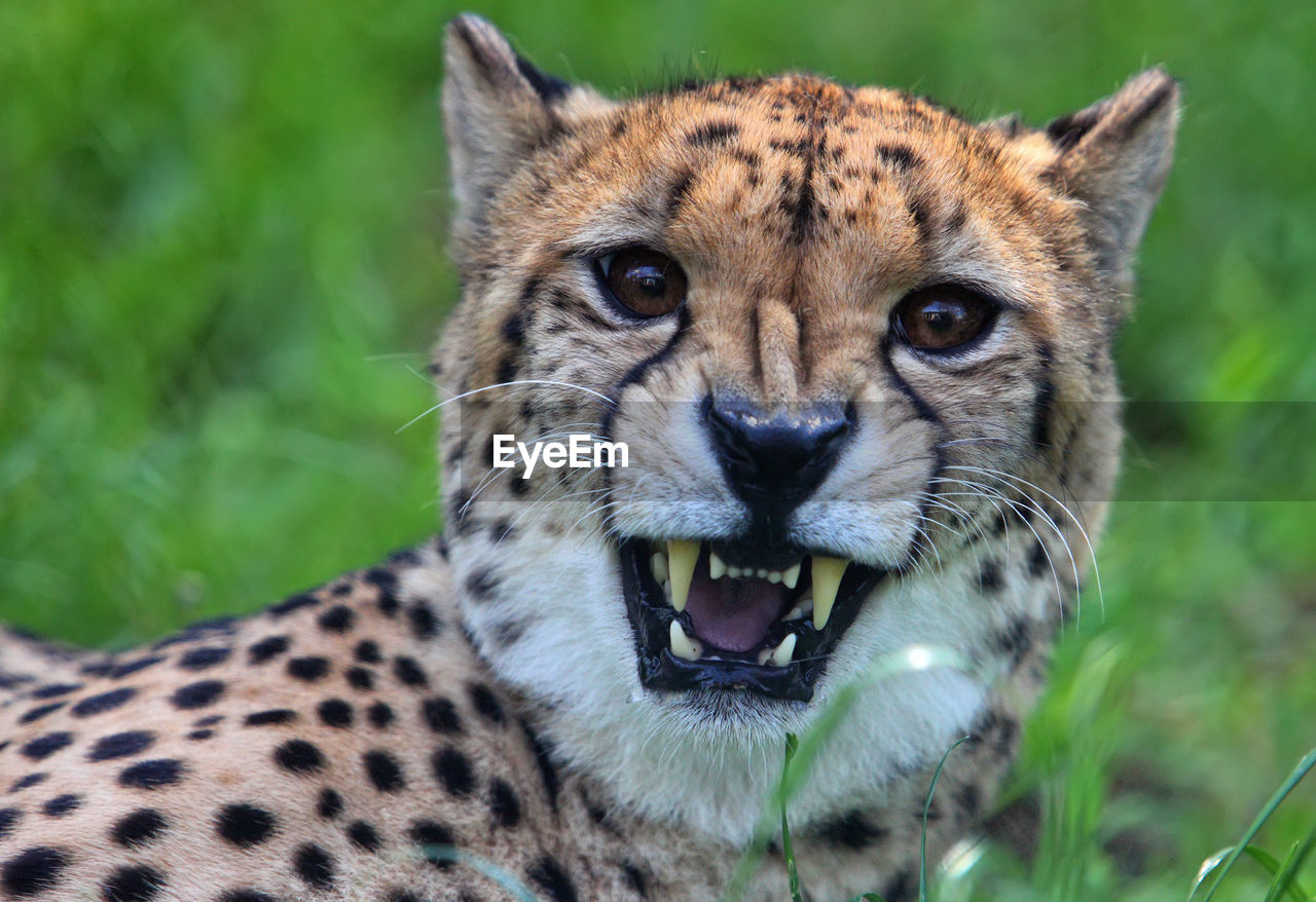 Close-up portrait of cheetah