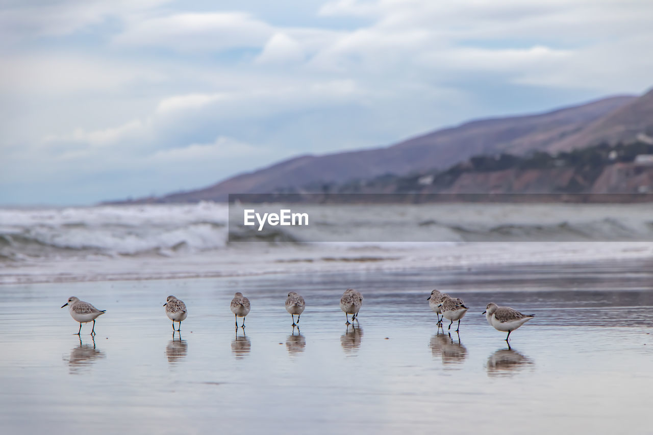 Sea birds in zuma beach 
