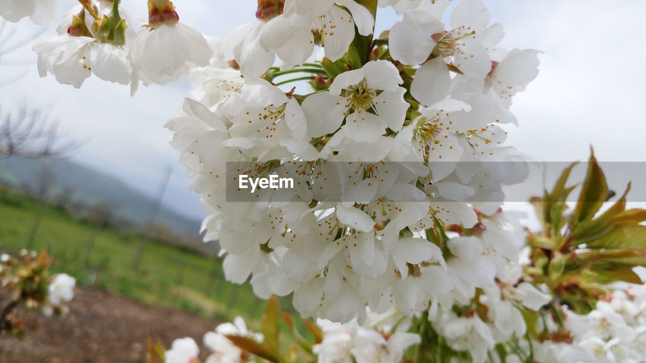 CLOSE-UP OF CHERRY BLOSSOMS