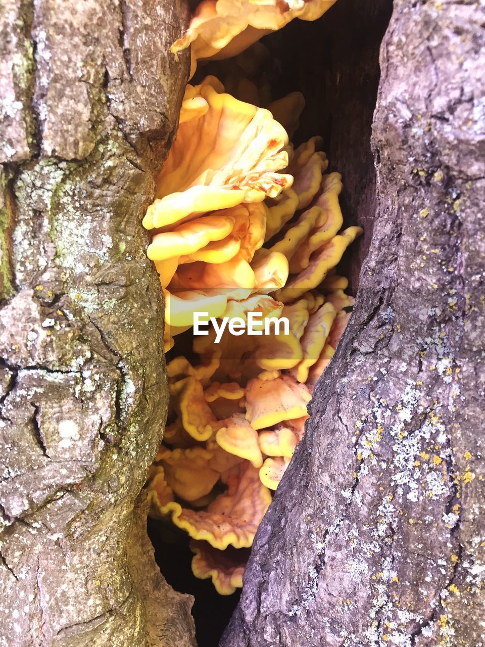 CLOSE-UP OF YELLOW FLOWER WITH TREE TRUNK