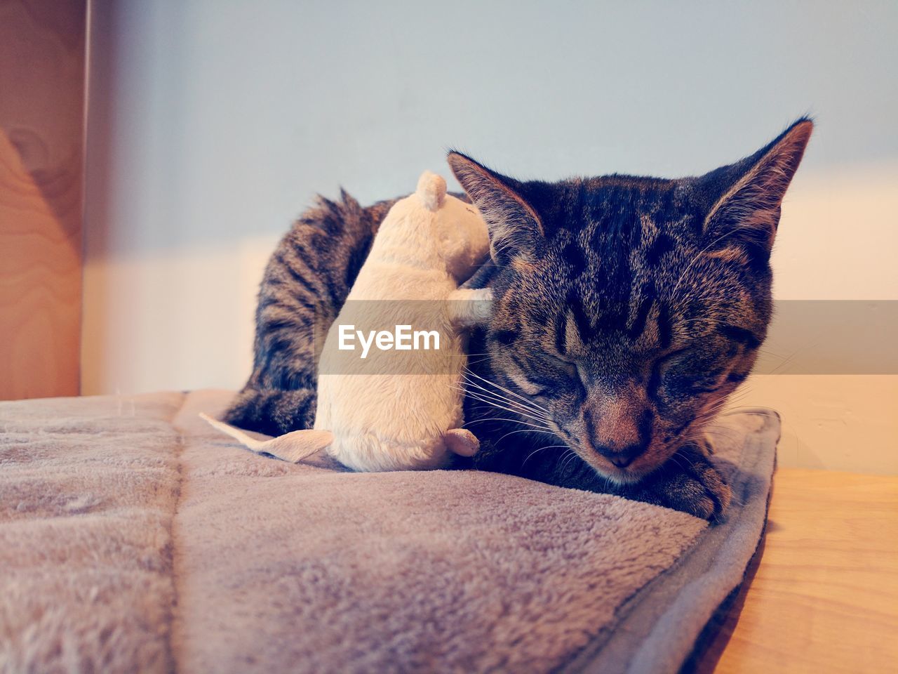 CLOSE-UP OF CAT SITTING ON FLOOR