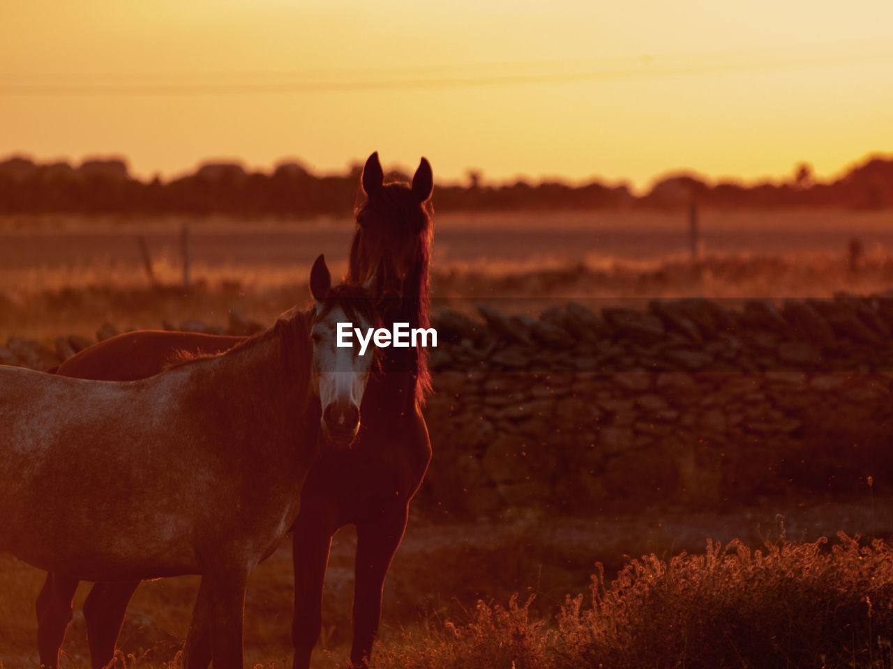 HORSE STANDING ON FIELD AGAINST SKY