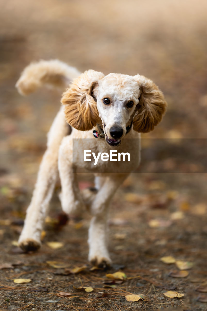 Portrait of dog on field